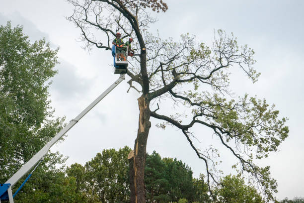 How Our Tree Care Process Works  in  Elm City, NC