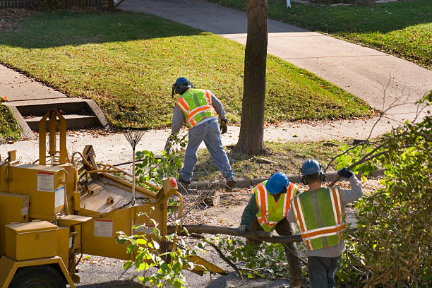 Best Grass Overseeding  in Elm City, NC