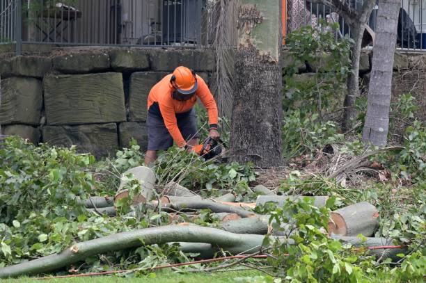 Reliable Elm City, NC Tree Removal Solutions